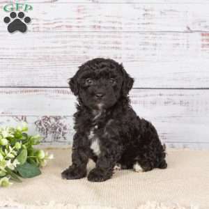 Abigail, Miniature Poodle Mix Puppy